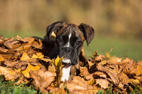 Boxer puppy lying in autumn leaves