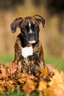 Boxer puppy sitting in autumn leaves