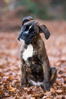 Boxer puppy sitting in autumn leaves