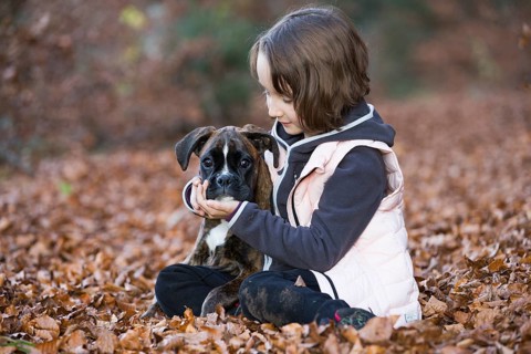 Boxer puppy sitting with little girl in autumn leaves