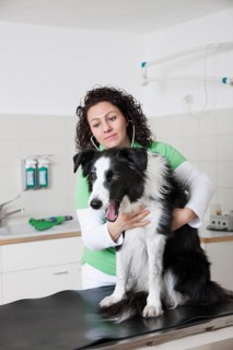 Veterinarian