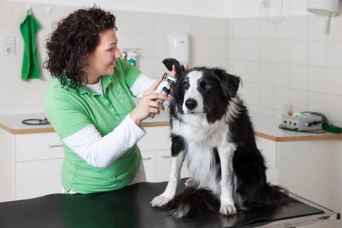 Veterinarian