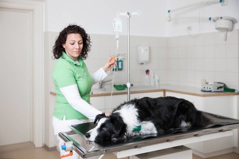 Veterinarian