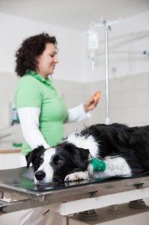 Veterinarian