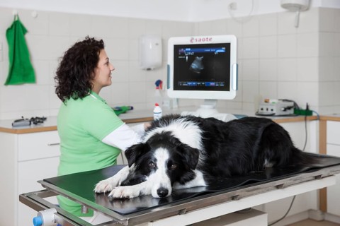 Veterinarian