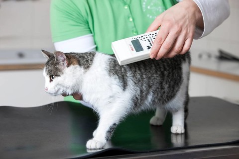 Veterinarian