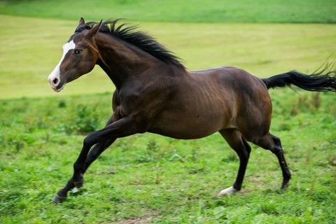 Paint Horse