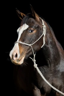 Paint Horse