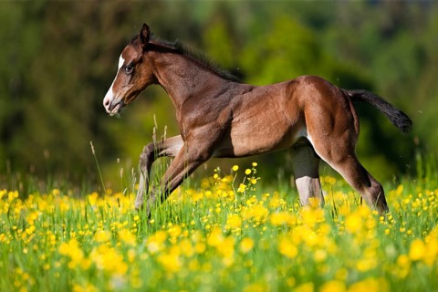 Paint Horse