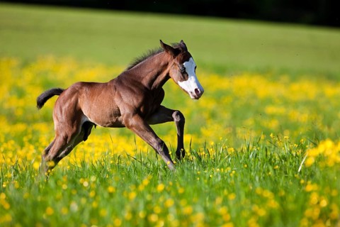 Paint Horse