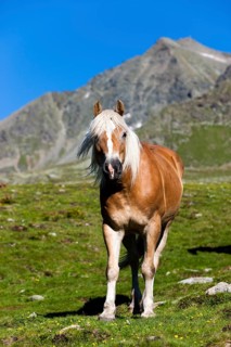 Haflinger on the mountain pasture
