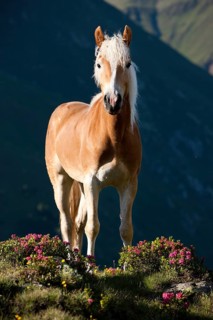 Haflinger on the mountain pasture
