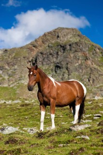 Pinto warmblood in the alps