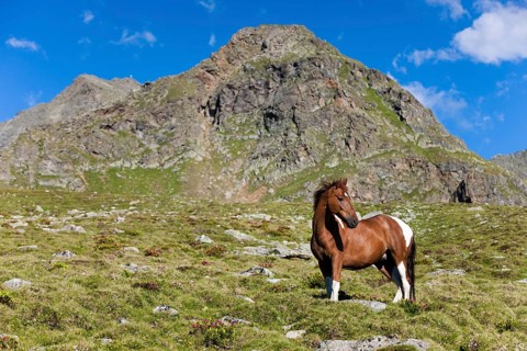 Pinto warmblood in the alps