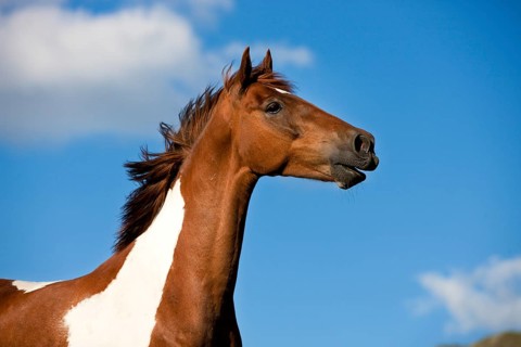 Pinto warmblood neighing
