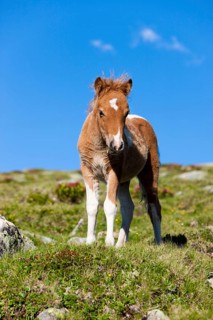 Shetland pony foal in the alps