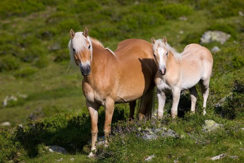 Haflinger horses on pasture