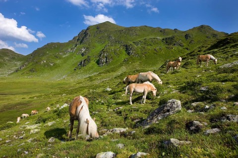 Haflinger horses grazing on the Sintersbach Hochalm pasture