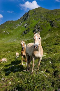Haflinger horses on the pasture