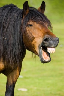 Noriker yawning