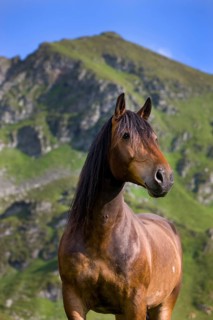 Noriker portrait