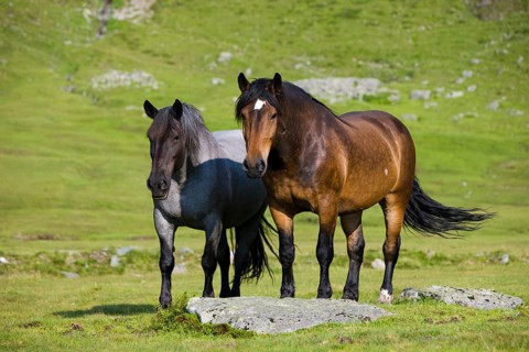 Mohrenkopf with black head and Noriker on pasture