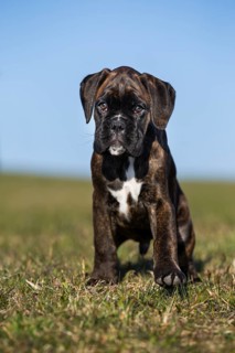 Boxer puppy
