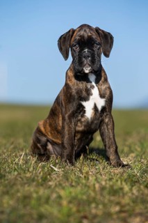 Boxer puppy
