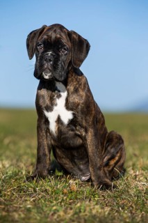 Boxer puppy