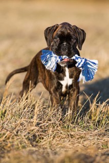 Boxer puppy