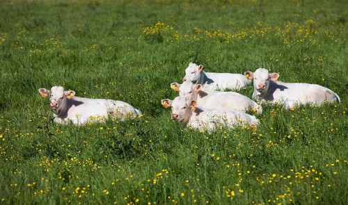Charolais cattle