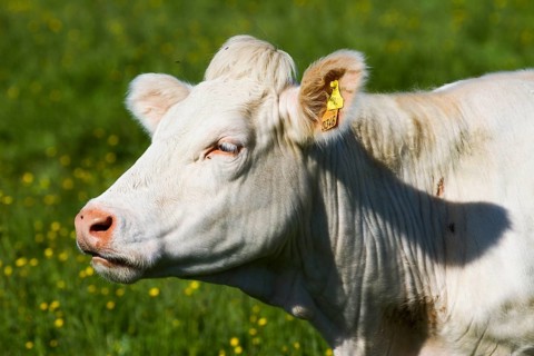 Charolais Cattle