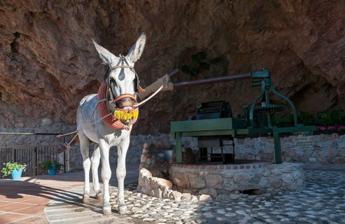 Donkey-powered olive press