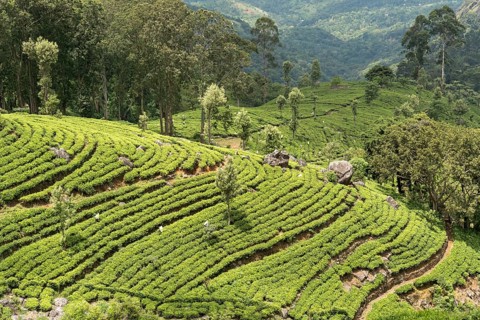 Dambatenne tea plantation