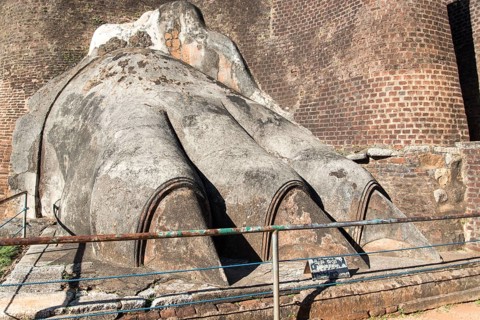 Detail view of a Lion's paw