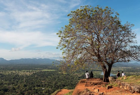 Tree on top of Sigiriya or Lion Rock