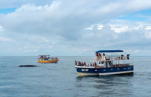 Whale watching in Mirissa
