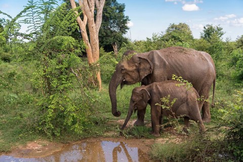 Indian Elephants