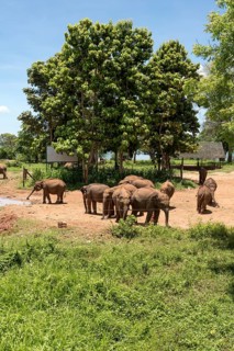 Indian Elephants