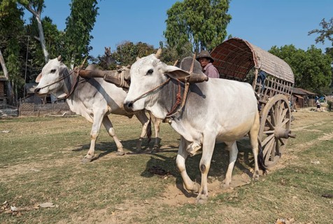 Bullock cart