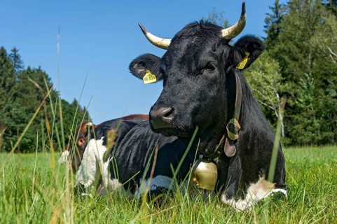 Black and white cow with cow bell lying in the pasture
