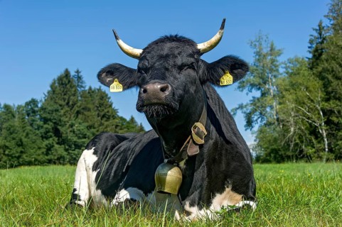 Black and white cow with cow bell lying in the pasture