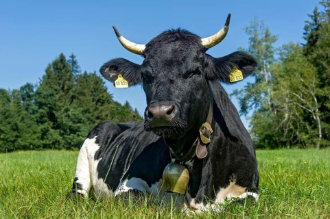 Black and white cow with cow bell lying in the pasture