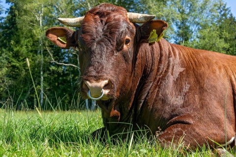 Brown and white spotted bull with nose ring lying in the pasture