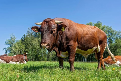 Brown and white spotted bull with nose ring in the pasture