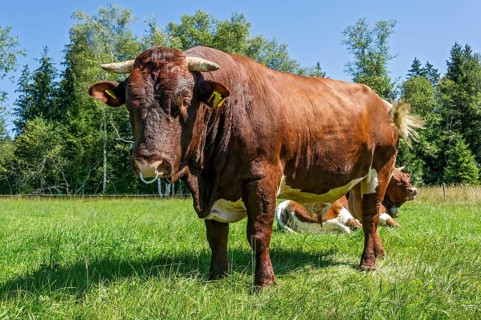 Brown and white spotted bull with nose ring in the pasture