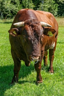 Brown and white spotted bull with nose ring in the pasture