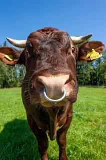 Brown and white spotted bull with nose ring in the pasture