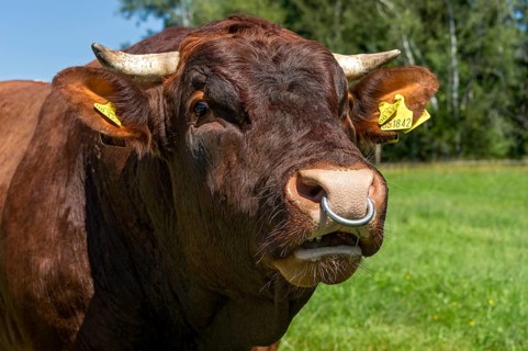 Brown and white spotted bull with nose ring in the pasture
