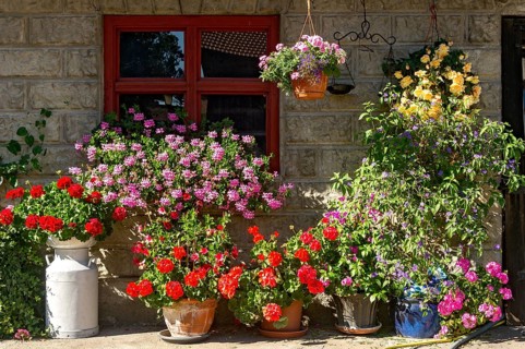 Geraniums